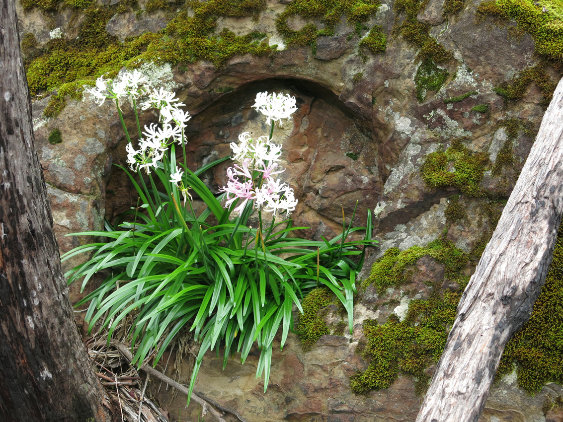 Nerine Rock.